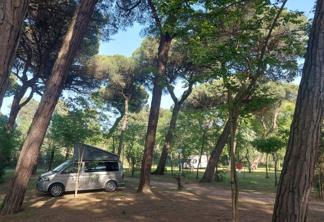 Furgone grigio con tetto alto tra alberi alti.