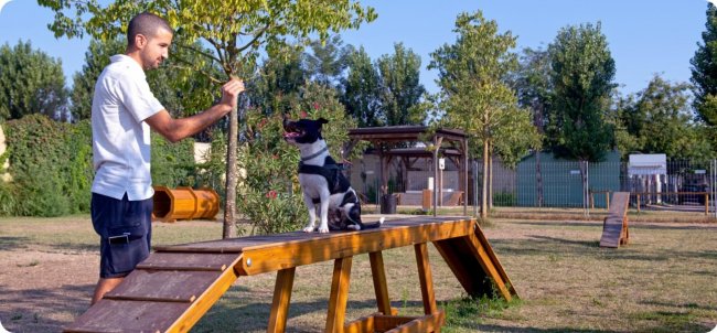 Uomo addestra un cane su una passerella in un parco.