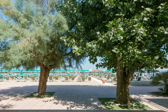 Due alberi davanti a una spiaggia con molte sedie a sdraio sotto ombrelloni verdi.