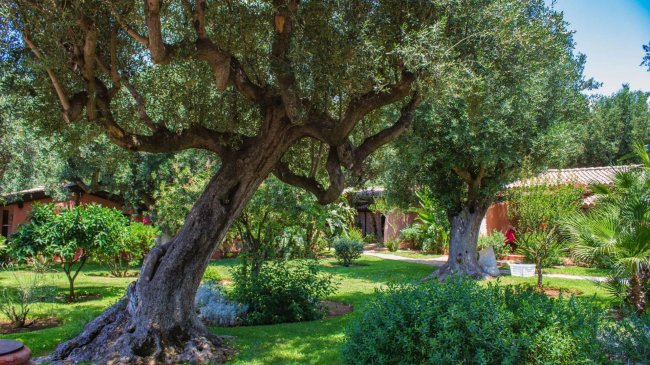 Giardino con alberi e arbusti verdi.