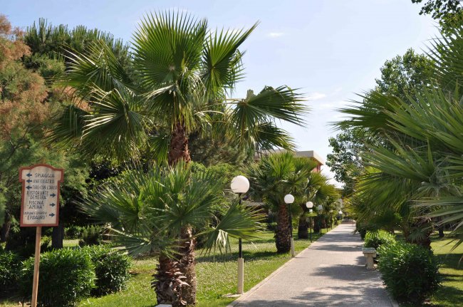 Un viale fiancheggiato da palme e lampioni in un giardino soleggiato.