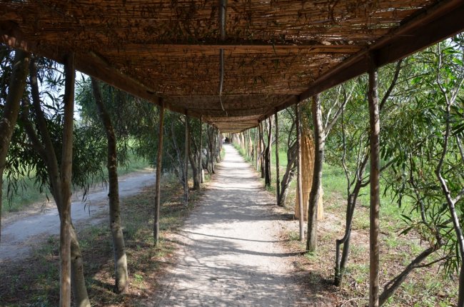 Un sentiero ombreggiato da una copertura di rami intrecciati, circondato da alberi.