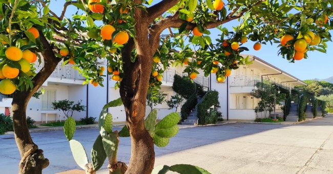 Albero di arance in un cortile soleggiato con palazzi bianchi.