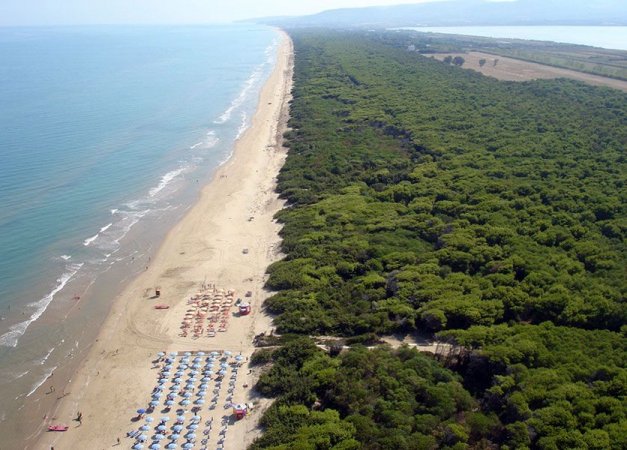 Spiaggia sabbiosa con ombrelloni e sedie a sdraio, accanto a una vasta foresta verde.
